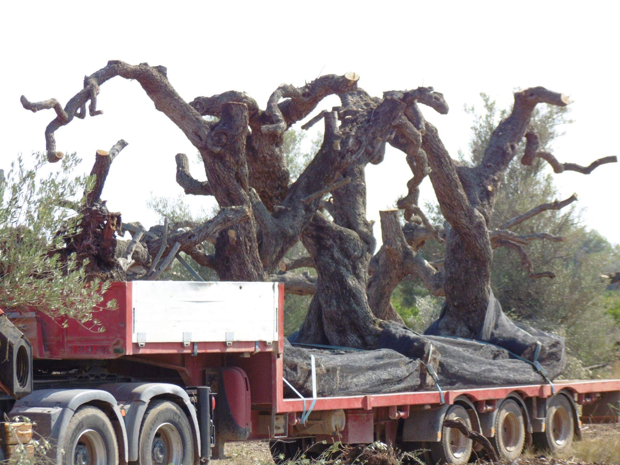 Denuncian un nuevo expolio de árboles centenarios de olivos en Sant Jordi |  Agronews Comunitat Valenciana