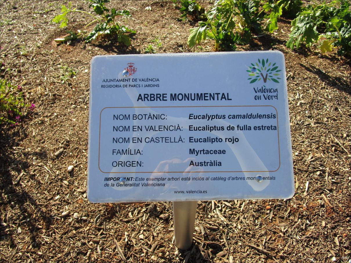 La Ley de Patrimonio Arbóreo Monumental ya tiene decreto doce años más  tarde | Agronews Comunitat Valenciana